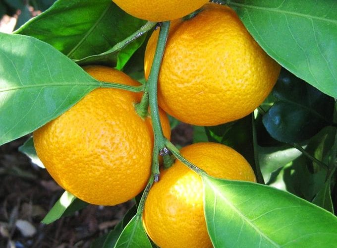 mandarin-close-up-web