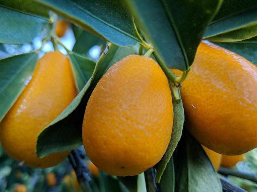 2 Lbs Kumquats